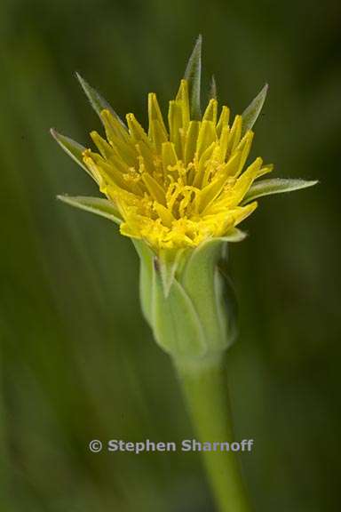 uropappus lindleyi 2 graphic